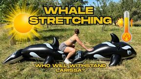 whale stretching in the hot sun