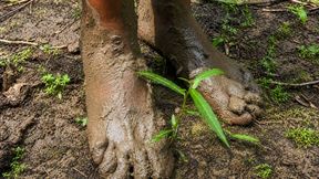 Barefoot Through the Forest: Cool Puddles and Deep Mud