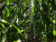 Cornfield teaser