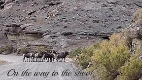 Ginger B - On The Way To A Shoot