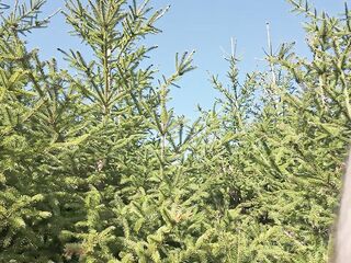 In nature's garb in town park, jerking of, large cum. 4K Iamhornybobo