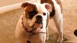 MILF cougars Brooke Belle και Lela Star πρωκτικό γαμήσι