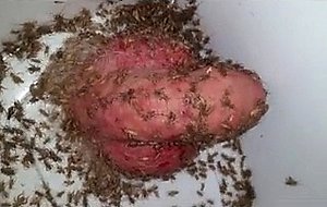 Cricket feast