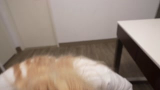 BIMBO SECRETARY with HUGE TITS Get's FUCKED wearing MINI SKIRT and HEELS