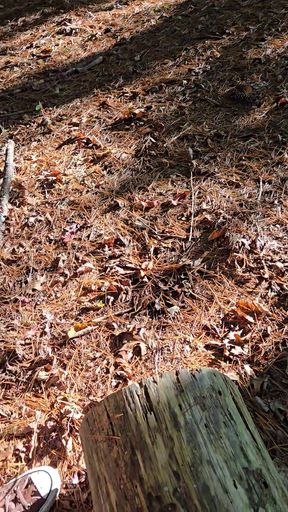Naked quick cum on log seat while hiking along a wooded trail in public