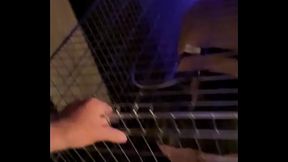 Video le d&eacute_but du gangbang