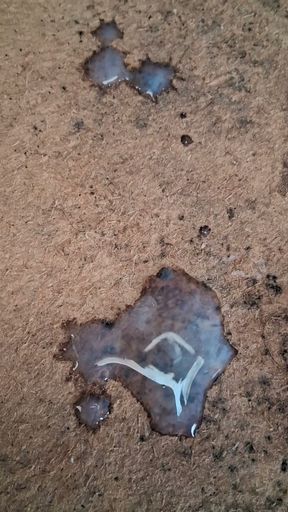 Cumshot without masturbation