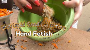 Marigold Seed Collection Hand Fetish