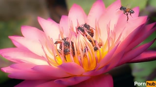 Twenty dicked flower hosts massive orgy