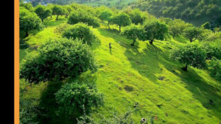 淘气的Angelika Grays、Lina Luxa、Sofi Smile和Aliz在户外进行反向群交，她们紧致的阴道和屁股被狠狠地操弄。