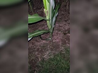 Pissing In The Corn 《4k》