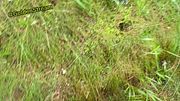 Small Cock has to piss in the Forest