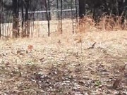 Nudist Goth girl streaking in public park nature walk