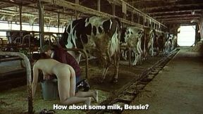Lonely Cow Weeps At Dawn