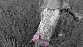 Deshi Outdoor bangli Video Rice field Working &amp; Loving Together
