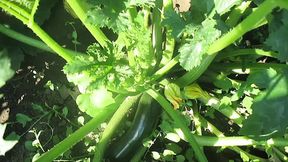 Fucking bitch squirts from zucchini and bottle fucking