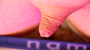 Neostinydick - Micropenis Special 2 [2024]