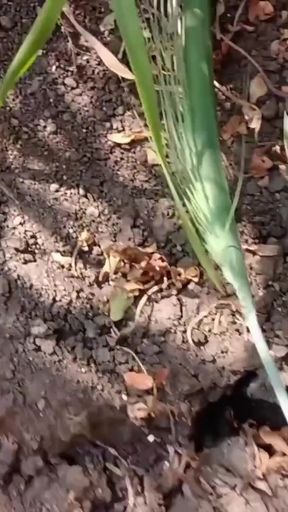 Outdoor sex vedio penish boljob faram lund chusvaiaya   Clip 1