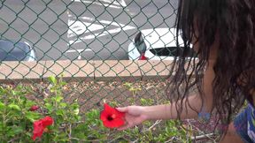 Virtual vacation in Hawaii with Holly Hendrix part 4