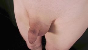Close up shaved small flaccid penis he pulls back his foreskin to expose and play with his bell-end as his cock gets erect