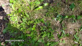 I walk barefoot in the grass in public and show you my dirty soles