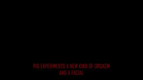 Pig Experiments A New Kind Of Orgasm And A Facial 15 min