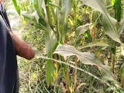 Big cock pissing in corn field