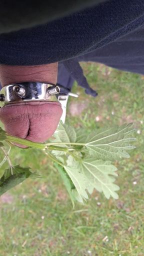 Nettles for my cuckold limp penis