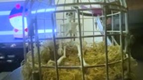 fantasy - Forgotten Teenie: Tiny in a Giantess Cage, femdom, giantess, shrinking fetish 1080