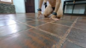 The Pantyhose Femdom whipping 5 by Nicolle and Katherine