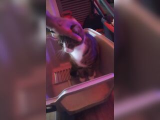 Kitten makes box to play in