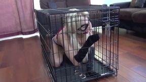 Superheroine Wonder Woman Captured Caged And Humiliated