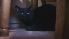 Filthy cock sucking teen slut goes down on dick