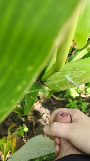 Quick wank in corn 🌽 field