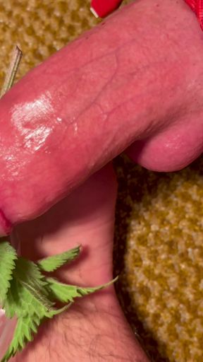 Cbt stinging nettles torturing big dick   Clip 2