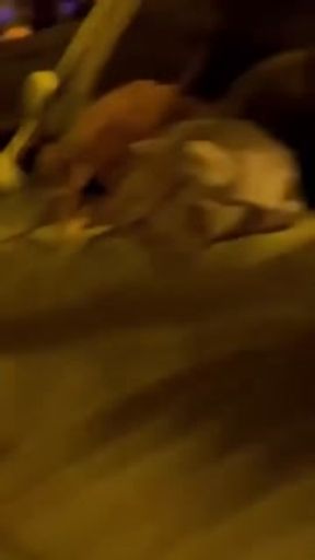 I get fucked in the middle of the street in Paris