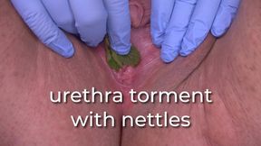 urethra torment with nettles