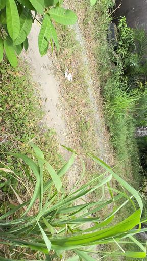 Colombian Peasant Woman Masturbates Outside Her House for the Neighbors to Watch Her