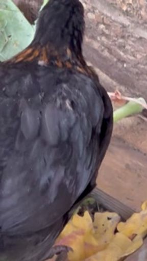 Our chicks love Brocoli