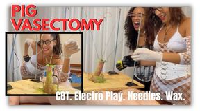 Vasectomy in pigs