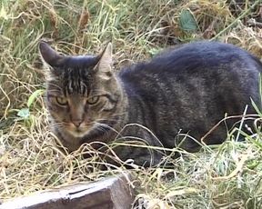 Sexy French assfucked in a hot farm threesome