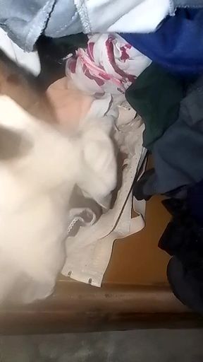 My Step Sister's Panties