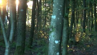 Maegenwiler Wald Schweizer GayPorno