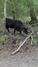 Cow creeping while I relieve myself during hike