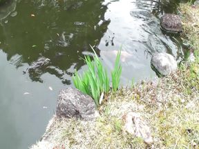 M607g05 *** on a 56 -year -old Mature Woman Living in a Large Old Private House in Nakazu!