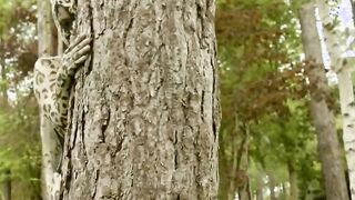 Die heiße Wildkatze im Wald gevogelt