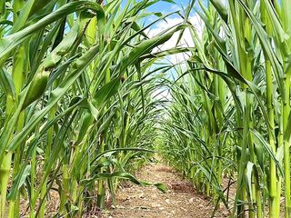CORNFIELD ASMR PART two - Relaxing Visuals And Sounds In Nature ??????