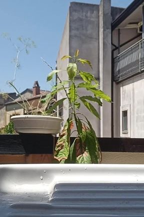 Outdoor Summer Pee