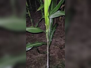 Pissing In The Corn 《4k》