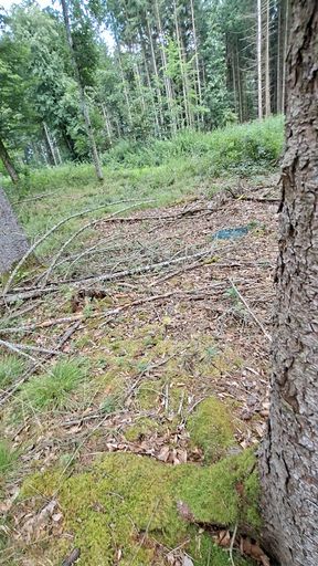 The tree is affected by this
